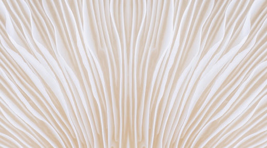 A close up of mushroom gills in white. This is paired with a Forage Hyperfoods blog "Everything You Need to Know About Mycelium".
