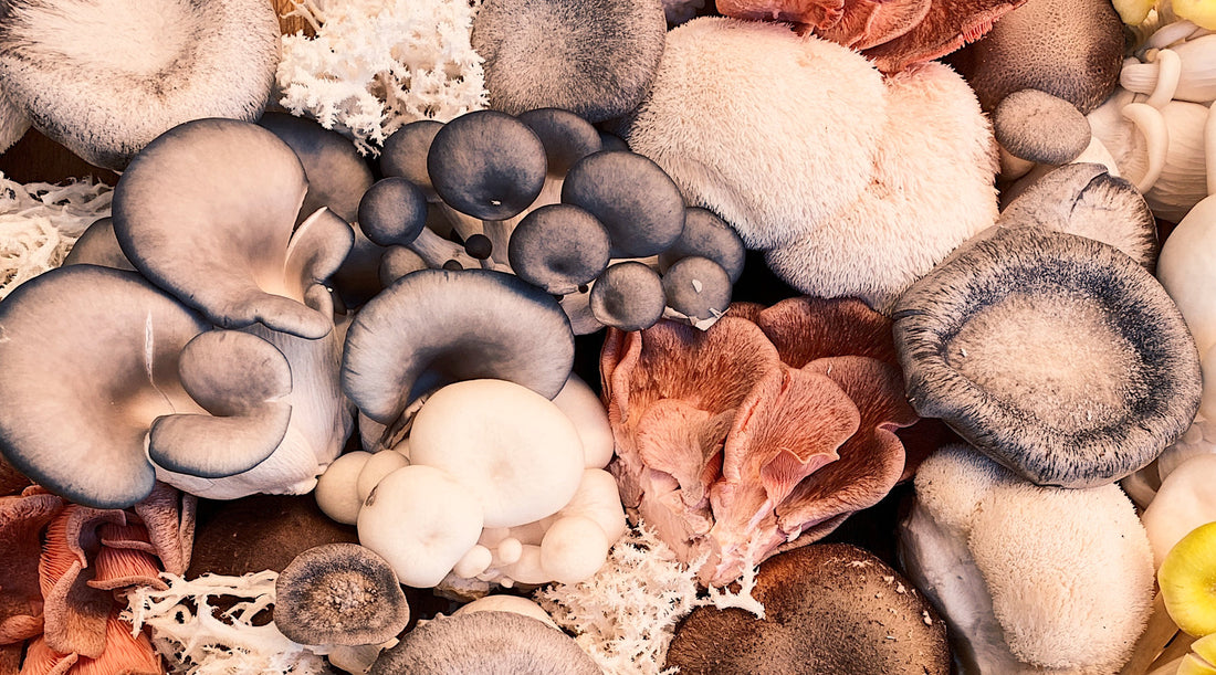 A medley of edible mushrooms all piled together. It is paired with a blog titled "What Are Fruiting Bodies and Why Are They So Important?".