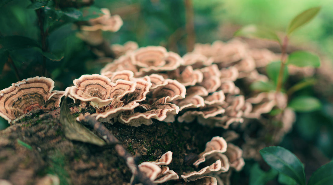 A picture of Turkey Tail mushrooms on a log with bright summer forest overtones. Paired with a Forage Hyperfoods Blog titled "Everything You Need to Know About Chitin".