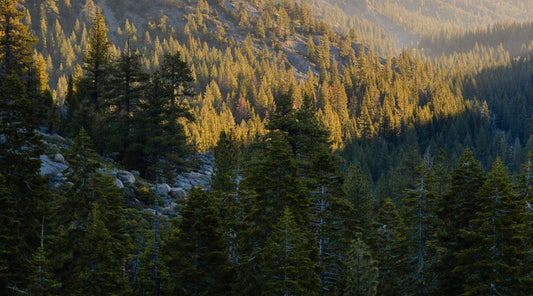 Forage's Commitment to Canadian Products