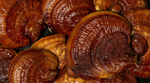 The Best Mushroom for Hormone Balance