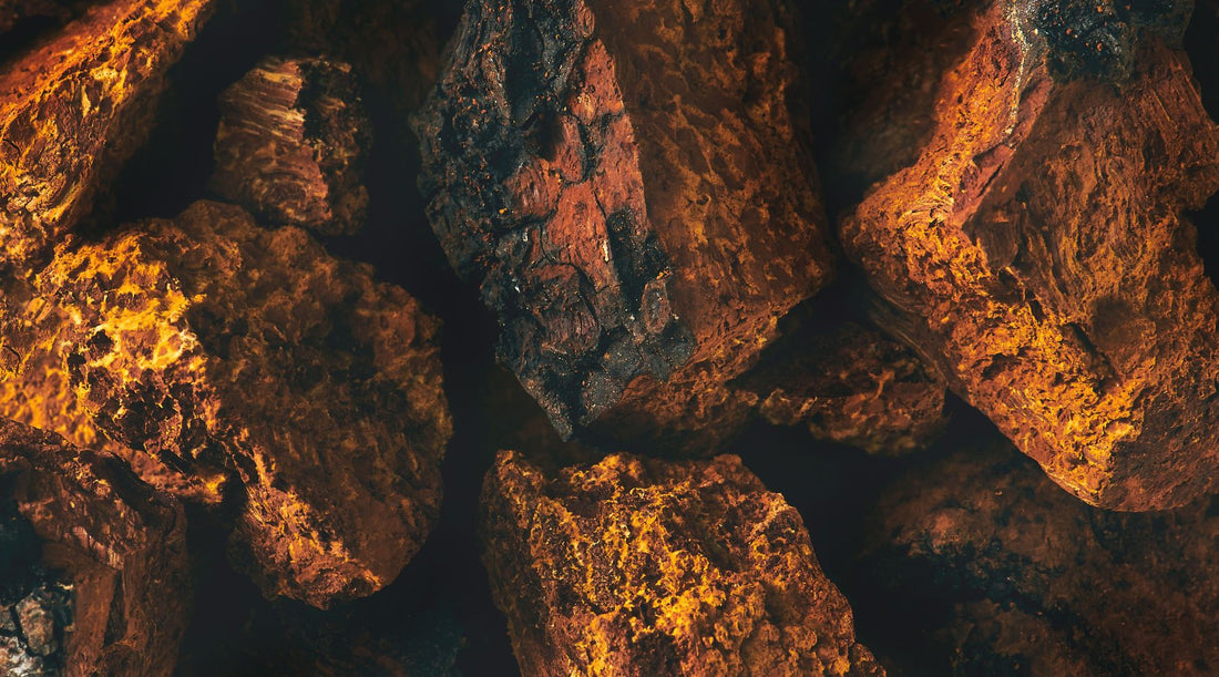 A close up texture of Chaga mushroom chunks. Perfect for tea or tincture.