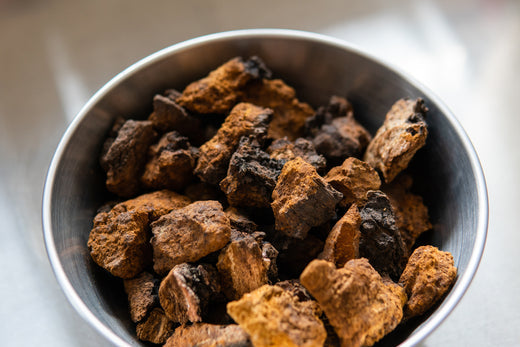 Chaga: The Immunity-Boosting Mushroom