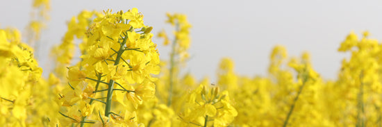 A close-up of rapeseed plants, which are bright yellow flowers. They are used to demonstrate the source of the vegetable glycerin which Forage Hyperfoods uses to make its Alcohol-Free functional/medicinal mushroom tinctures. 