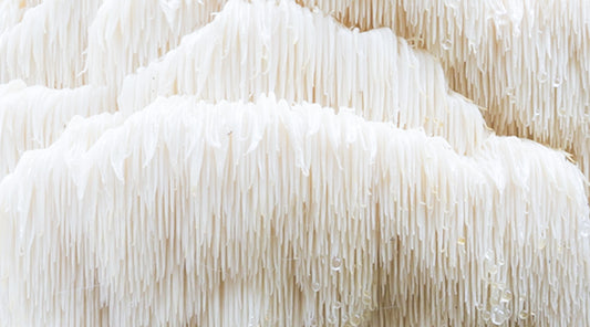 A close up of fresh Lion's Mane, a white texture with dropping small tendrils. It is paired with a blog titled "Lion’s Mane: The History and Benefits of This Smart Mushroom"
