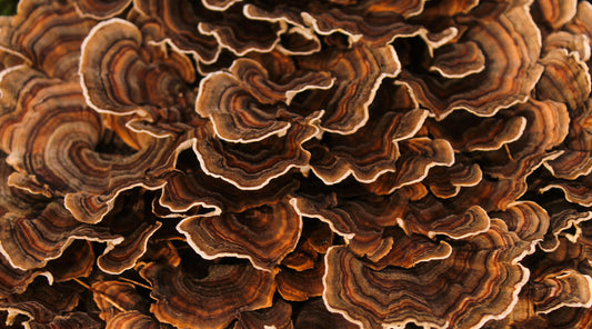 A close up of a cluster of Turkey Tail mushrooms paired with a blog by Forage Hyperfoods titled "Turkey Tail: The History and Benefits Behind This Powerful Mushroom". 