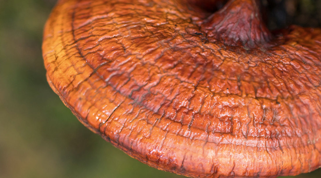 A close up of a reishi mushroom; it's a thick reddish orange coloured mushroom cap growing on the side of a tree. It is paired with a blog by Forage Hyperfoods "Reishi: The History and Benefits of the Mushroom of Immortality" 