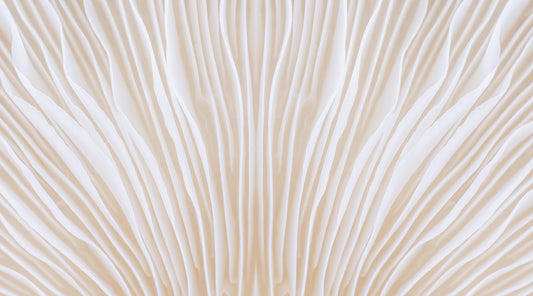 A close up of mushroom gills in white. This is paired with a Forage Hyperfoods blog "Everything You Need to Know About Mycelium". 