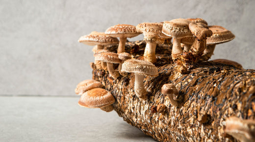 A lot with Shitake mushrooms growing out of it. 