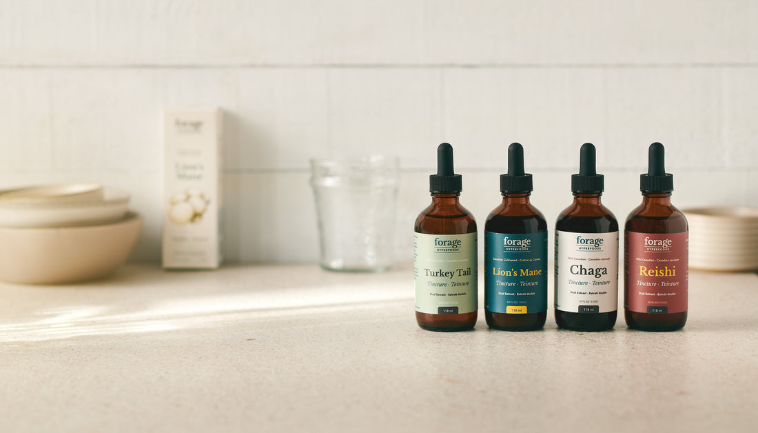 The collection of Forage Hyperfoods' Original Turkey Tail, Lion's Mane, Chaga, and Reishi tincture bottles in a row on a kitchen countertop. Paired with blog "Do Mushroom Supplements Work? Here's What You Need to Know." 