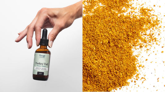 On one side of the image is an Alcohol-Free Turkey tail tincture and on the other is fine pale Chaga powder.