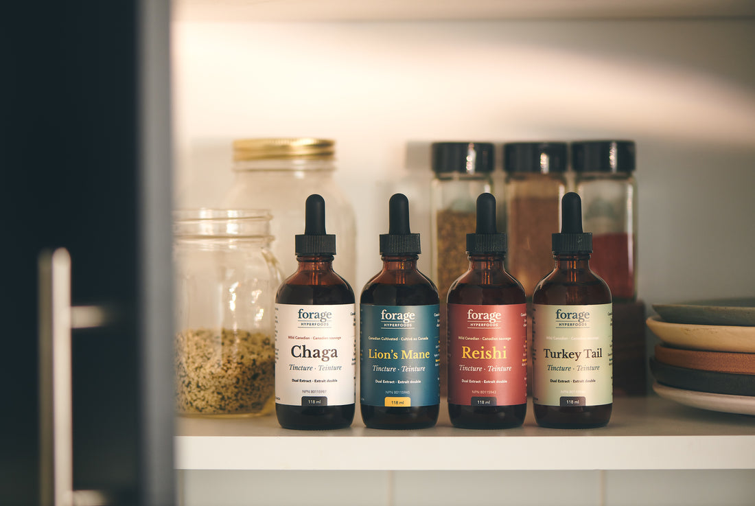 The collection of Forage Hyperfoods' Original Chaga, Lion's Mane, Reishi, and Turkey Tail tincture bottles displayed in kitchen cabinet. Paired with a blog "What Are Mushroom Tinctures and How Are They Made?". 