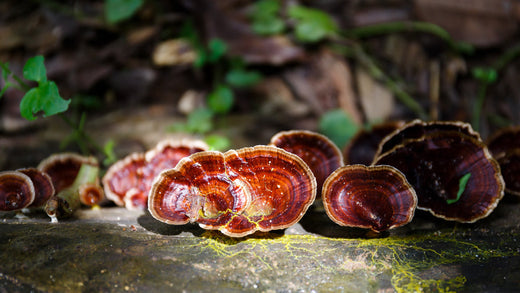 Bright Turkey Tail mushrooms growing out of a log. This picture is paired with a blog on "Adaptogens: What Are They and Do They Really Work?". 