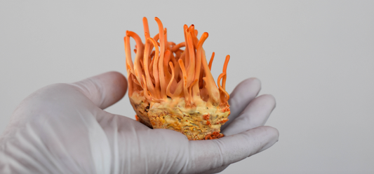 A pile of cordyceps, which is a mushroom. It is long and orange. 