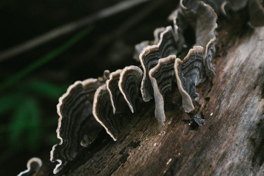 A row of Turkey Tail mushrooms growing out of wood. They are paired with the Forage Hyperfoods blog of "The Top Health Benefits of Turkey Tail Mushroom". 