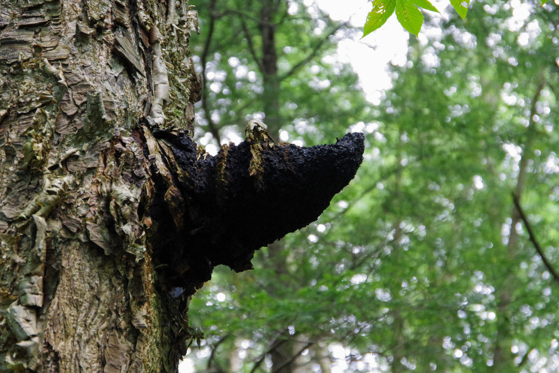 A large conk of Chaga mushroom growing out of Birch in Canada. It is paired with the Forage Hyperfoods blog of "How to Identify Chaga Mushroom in Nature ". 