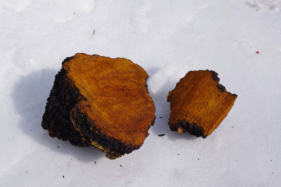 A close up of Chaga mushroom which has been split in two to reveal the amber shade on the inside. The exterior is black and it is against a white background. 