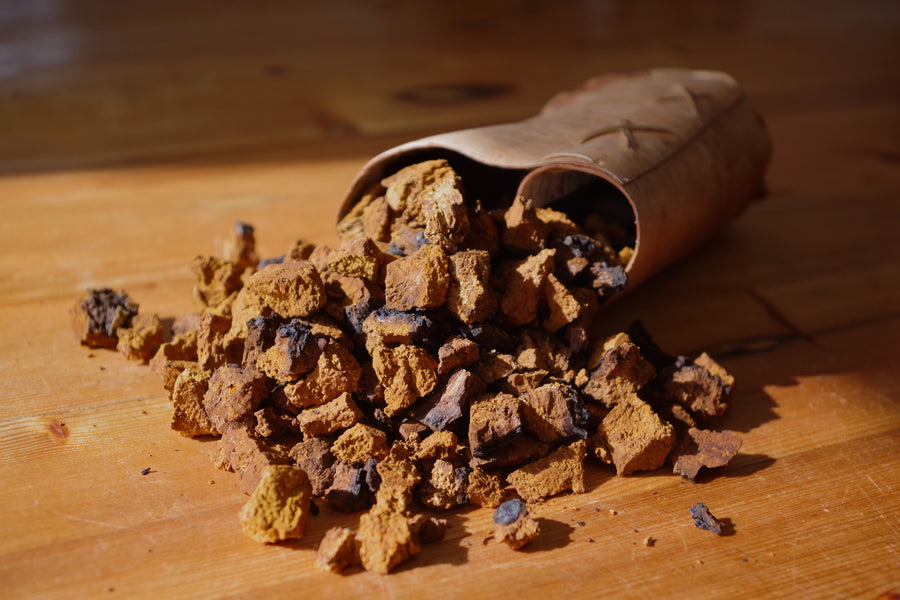 A historic looking pouch of Chaga nuggets or chunks. This picture is paired with a blog titled "Who Discovered Chaga? A Brief History of This Functional Mushroom". 