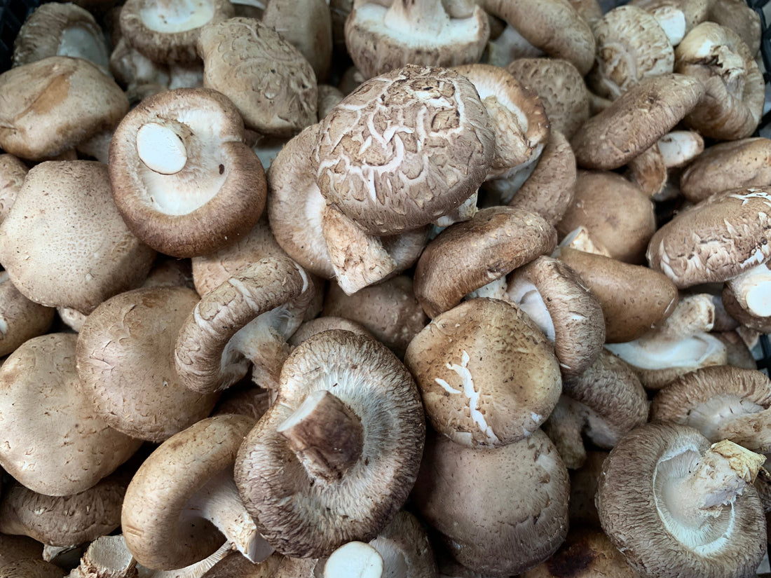 The Top 10 Health Benefits of Shiitake