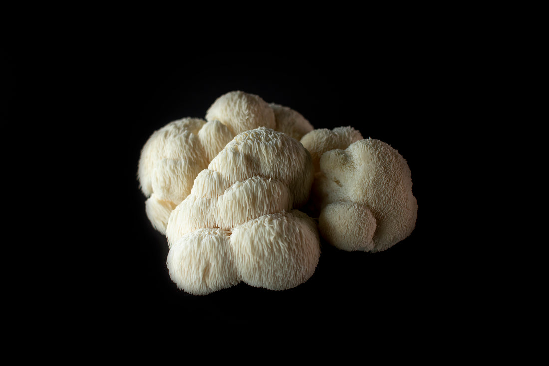 Lion's Mane mushroom with black background. This is the image that is paired with the Forage Hyperfoods Blog "Combining Chaga and Lion's Mane for Physical and Mental Well-Being". 