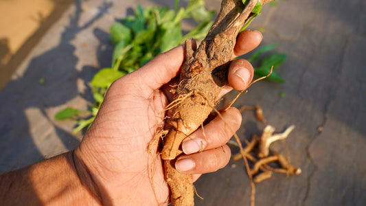 Adaptogens: What Are They and Do They Really Work?