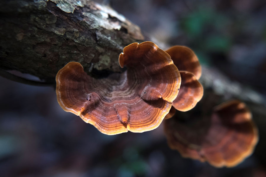 A close up of Turkey Tail mushroom growing on a dark wood branch. It accompanies the Forage Hyperfoods Blog of "Everything You Need to Know about Functional Mushrooms". 