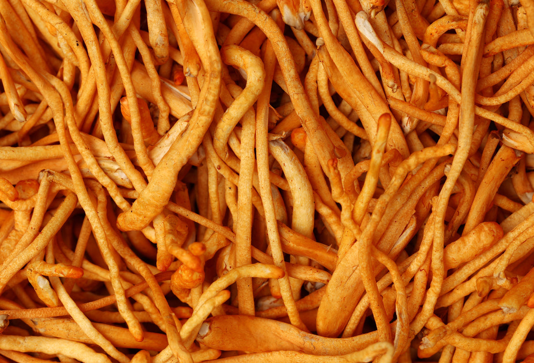 A close-up view of dried Cordyceps mushrooms, showcasing their distinct elongated, golden-orange structures. These functional mushrooms are commonly used in traditional medicine and wellness supplements for their potential health benefits.