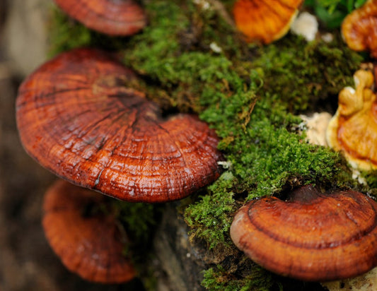 A close up of wild- Canadian Reishi growing out of a log. It is a red-fan shaped mushroom and the picture is paired with the Forage Hyperfoods blog of "5 Powerful health benefits of Reishi Mushrooms: 