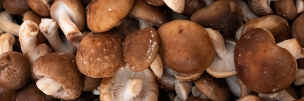 Zoomed in image of Shiitake