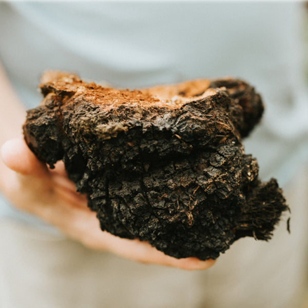 A hand holding a Canadian Chaga conk. 