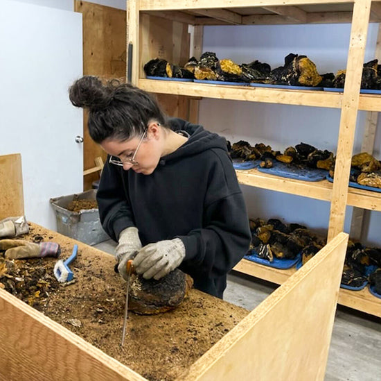 Chanel Murray, COO of Forage Hyperfoods sawing Canadian Chaga conks with a saw in a work and drying room in Quebec, Canada.  