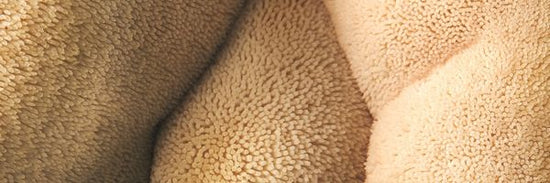 Lion's Mane Mushroom close up. 
