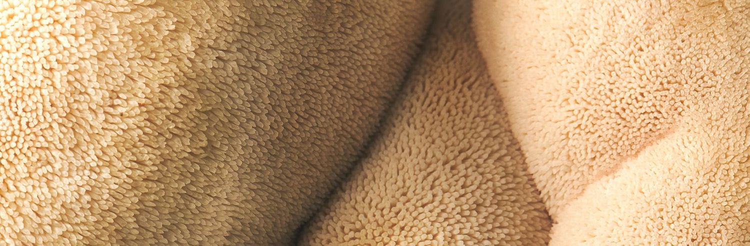 A close up of Lion's Mane Mushroom texture. 