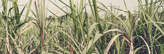 Sugar cane close up growing in a field with a gray sky. Showing the sugar-cane that is used to grow Forage Hyperfood's alcohol source which is used in their Original functional/medicinal mushroom tinctures. 