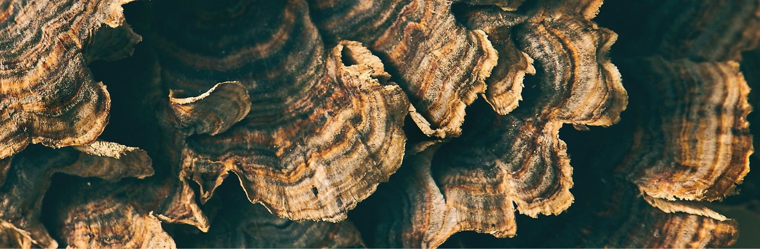 A close up of Turkey Tail texture. 
